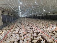 Guyana to import 330,000 lbs of chicken weekly to meet local demands