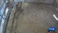Iowa State Fair visitors can vote to name Blank Park Zoo’s giraffe calf