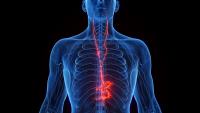 Scientists are closer than ever to understanding the power of the vagus nerve