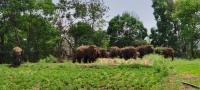 World Elephant Day: Jumbos in Kendujhar need protection, rehabilitation