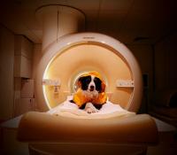 Can dogs read your facial expressions? It depends on your mood