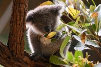 The NSW koalas-for-coal shakedown – and what it reveals about the carbon offset market