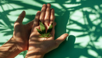 NORML Op-Ed: High Time to Remove Cannabis from Schedule I Status