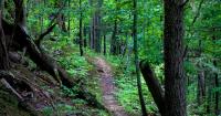 5.5 miles of Appalachian Trail reopen after Helene damage near Avery County
