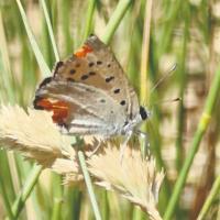 Nature lovers in pursuit of butterflies