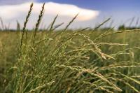 The Hard Economics of Climate-Friendly Grains