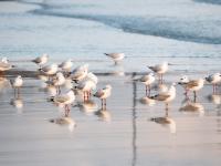 Bird flu is fuelling ‘ecological grief’