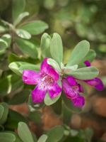 Bloom with Texas sage survives tough climate