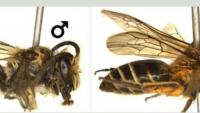 Rare Himalayan bee recorded in India for the first time in Arunachal Pradesh