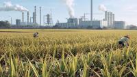 India's ethanol supplies cross 800-crore-litre mark, grain-based share rises to 76% in July: AIDA