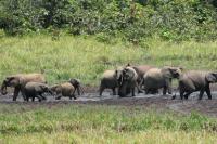 World Elephant Day: How these giants are adapting to a changing world