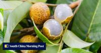 Fruit fusion: how will the market react to Chinese scientists’ lychee-longan creation?