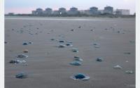 Three Reactors Shut Down at French Nuclear Plant Due to Jellyfish Swarm