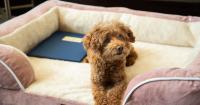 National Dog Day Is Around the Corner. These Hotels Will Happily Welcome Your Fur Baby