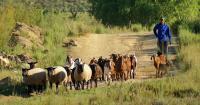 SA farming defies job market slump with 39,000 annual growth - for now