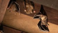 Rabid bat found in Minnesota home after colony entered through fireplace gap