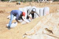 The struggle to save the Palestinian wheat fields on the front lines of Israeli settler violence