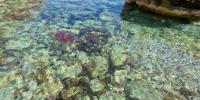 Jellyfish surge hits Mallorca’s waters as beachgoers warned to take extra care