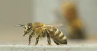 Illinois data center boom raises questions about potential impact on honeybees