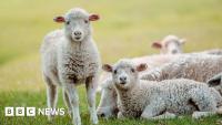 Farming family confirm first case of bluetongue virus detected in single lamb