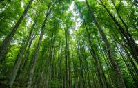 Academic Forests Are Higher Ed’s Hidden Jewels
