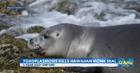 Parasite infection claims life of another Hawaiian monk seal on Oahu