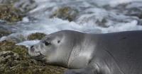 Parasite infection claims life of another Hawaiian monk seal on Oahu, this time on the North Shore