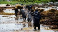 Goodbye tourism, hello seaweed: a Mexican invasion