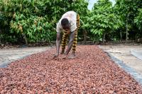 With West Africa cocoa under strain, can Brazil supply more to Switzerland?