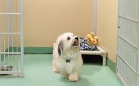 Report on status of Cyprus’ pet hotels due ‘early September’