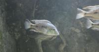 Fish believed extinct in wild breed at Cumbria zoo in vital fight to save species