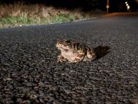 Help Save Cape Town’s Endangered Western Leopard Toads This August
