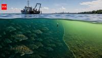 Lake Erie fish gather near low-oxygen zones as scientists study how climate change could reshape their habitat