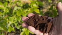 Gardeners told to put a bowl of coffee grounds on patios in August