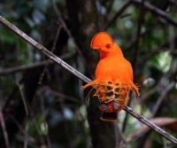 AI tool reveals climate shifts may have fueled bursts of bird evolution