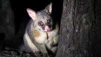 Local government reforms risk costing $1.7b if pest control is disrupted
