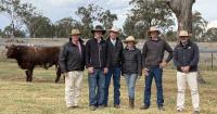 Average price climbs more than $2000 at Bungulla, Nagol Park Shorthorn sale