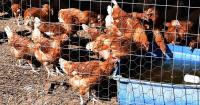 Poultry industry warned of devastating bird flu losses