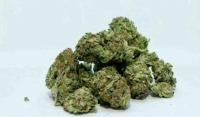 Former University of Hyderabad student held with ganja on campus