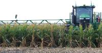 New player in dairy forage production: Short corn