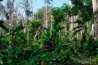 Cacao plantations in Liberia encroach into proposed Kwa national park