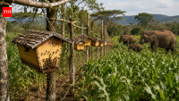 In 2024, a nine-year Kenya study showed how farmers used 365 beehives to protect crops from elephants
