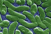 Flesh‑eating bacteria are devouring limbs in warming waters worldwide − here’s how to protect yourself