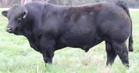 Return buyers bid strongly at Northern Limousin Breeders Sale in Scone