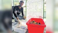 Black soldier fly could help Caribbean cut animal feed imports