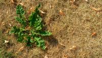 Can you remove stubborn lawn weeds during a heatwave without ruining grass? A lawn care expert reveals all