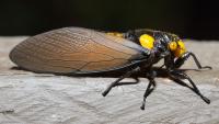 Assam’s Manas National Park Adds Rare Black-And-Golden Cicada To India’s Wildlife Records
