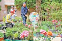 Beijing is Turning Forgotten Corners Into Tiny Gardens