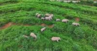 China's wild Asian elephant population nears 400 as conservation efforts pay off