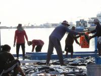 Maldives tuna exporters see 20% growth